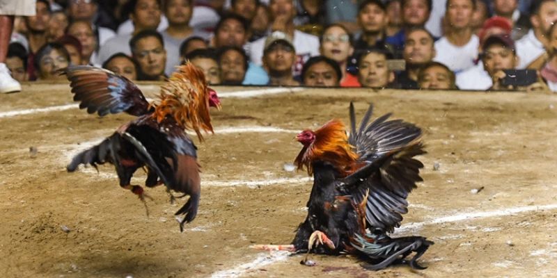 Chiến thuật thắng lớn từ cao thủ trong sảnh game đá gà WW88